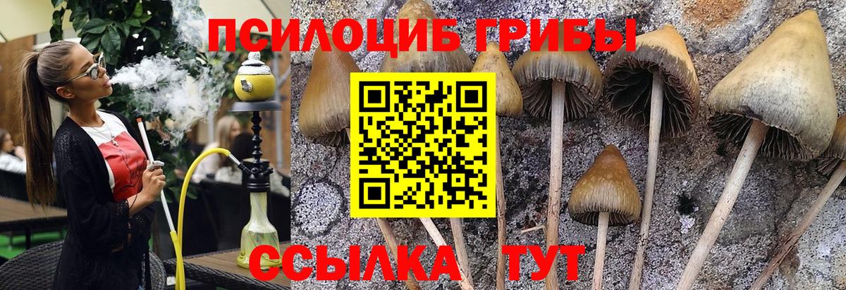 Галлюциногенные грибы прущие грибы Сланцы